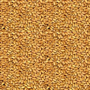 Switching to Organic Wheat improves your meal quality by 40%