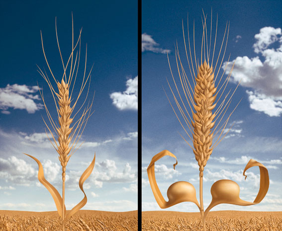 Natural grown is healthier!